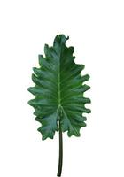 orecchio di elefante o taro gigante o scimmia o orecchio di elefante o alocasia gigante o foglia di pai. primo piano foglia verde esotica di albero di alocasia isolato su sfondo bianco. foto