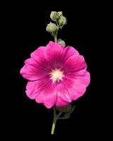 malvarosa o althaea rosea o fiore di alcea rosea. primo piano bouquet di fiori rosa sul gambo isolato su sfondo nero. foto
