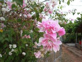 bougaville o fiore di carta. primo piano bouquet di fiori rosa su sfondo di foglie verdi in giardino con luce del mattino. foto