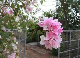 bougaville o fiore di carta. primo piano bouquet di fiori rosa su sfondo di foglie verdi in giardino con luce del mattino. foto