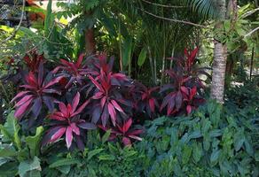 cordyline fruticosa o albero di asparagaceae. primo piano esotico cespuglio rosso-viola di cordyline fruticosa albero e altri alberi in giardino con luce mattutina. primo piano belle foglie rosse. foto