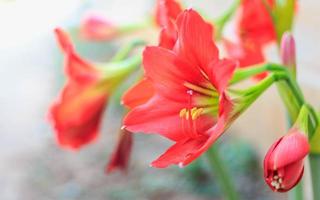 bellissimo fiore hippeastrum johnsonii o fiore rosso foto