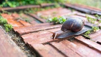 primo piano della lumaca helix pomatia o borgogna. i molluschi si muovono o strisciano sul pavimento di mattoni nel giardino intorno alla casa.concetto animale degli invertebrati foto