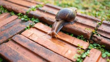 primo piano della lumaca helix pomatia o borgogna. i molluschi si muovono o strisciano sul pavimento di mattoni nel giardino intorno alla casa.concetto animale degli invertebrati foto