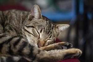 un gatto sdraiato su un salotto, raggomitolato e addormentato, divertente gatto a pelo corto a strisce marroni dorme comodamente sul letto. un gatto soriano assonnato riposa in una casa foto