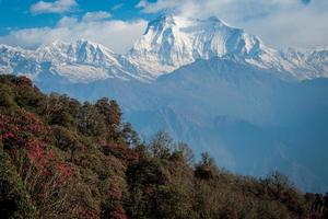 dhaulagiri 8.167 metri la settima montagna più alta del mondo e vista sull'albero di rododendro dalla cima di poonhill nell'area protetta di annapurna in nepal. foto