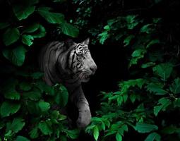 tigre bianca nella foresta pluviale tropicale di notte foto