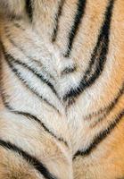 pelliccia di tigre del Bengala foto