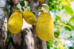 vista ravvicinata del jackfruit appeso all'albero foto