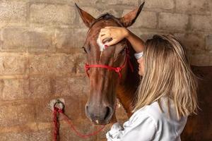 cavallo d'esame veterinario. foto