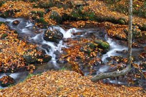 cascata nel parco nazionale di yedigoller, bolu, turchia foto