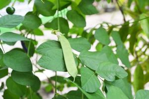 primo piano di semi di pisello farfalla foto