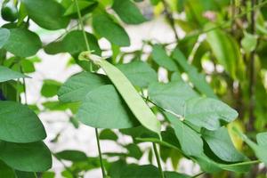 verde fresco di semi di pisello farfalla sull'albero foto