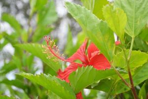 antera di fiori di ibisco e le foglie verdi foto