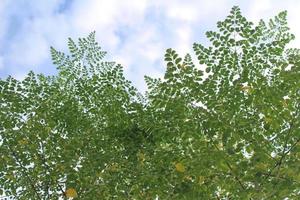 foglie di moringa verde con uno sfondo di cielo blu nuvoloso bianco foto