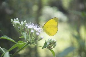 Immagine ravvicinata di farfalla seduta su un fiore appassito foto