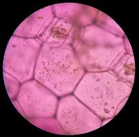 cellule vegetali di ostriche. cellule vegetali al microscopio. foto
