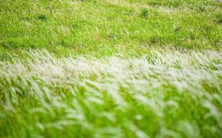 campo verde e prato con erba missione fiore bianco nella foresta foto