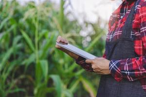 agricoltore che ispeziona il mais nel suo campo, analisi delle malattie delle piante utilizzando la tecnologia. foto