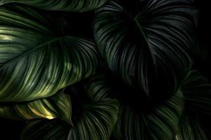 primo piano foglie verdi di piante tropicali in giardino. denso sfondo di texture foglia verde scuro lucido. foglie verdi per sfondo spa. carta da parati verde. pianta ornamentale in giardino. bellezza nella natura. foto