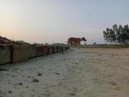 sfondo del cane migliore vista foto