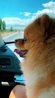 una foto verticale di un cane spitz in macchina