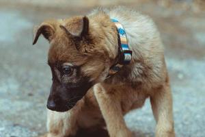 un cane randagio solitario nel villaggio foto