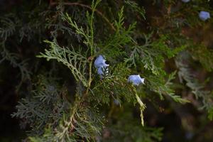 primo piano verde dell'albero di thuja su uno sfondo sfocato foto