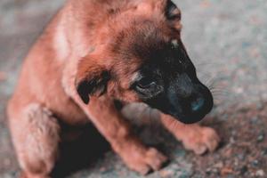 un cane randagio solitario nel villaggio foto