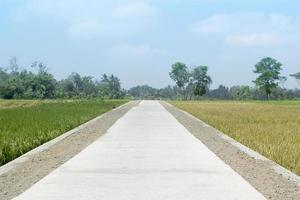 strada in mezzo alla risaia foto