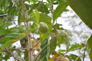 vista da sotto l'albero morinda citrifolia frutto con struttura unica foto