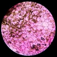 cellule vegetali di ostriche. cellule vegetali al microscopio. foto