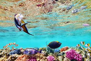 mondo sottomarino con coralli e pesci tropicali.