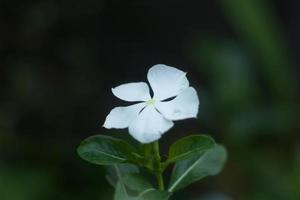 bianco catharanthus roseus l. don o vinca rosea o hoa hai dang o kemunting cina o tsitsirika o rose pervinca o soldaten bloem foto
