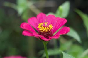 fiore di cosmo rosa magenta a piena fioritura o kosmeya o cosmo sulfureo foto