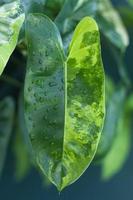 raro tropicale houseplant philodendron burle marx variegato su sfondo bokeh con gocce d'acqua bagnate foglie foto