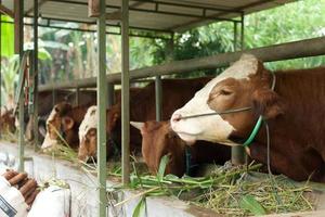 bestiame - un gruppo di mucche o bovini viene preparato per i sacrifici su eid al-adha o eid al-qurban. bos taurus. foto