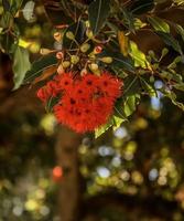 una fioritura rossa brillante dell'albero di pohutukawa foto