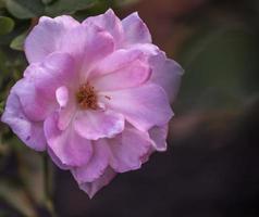 una rosa di tè con champagne foto