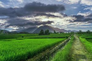 panorama naturale di verdi risaie e montagne in una mattina di sole in campagna foto