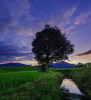 foto quadrata dello scenario naturale dell'Indonesia con risaie e montagne in una mattina di sole