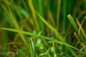 libellula su un ramo di riso verde al mattino foto