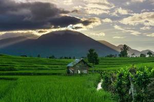 vista panoramica dell'indonesia di terrazze di riso verdi e alberi di cocco in una mattina di sole foto