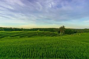 panorama delle bellezze naturali dell'asia. vista delle risaie verdi e del cielo limpido del mattino foto