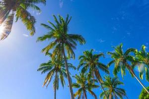 bella vista mattutina in indonesia. albero di cocco in una mattina di sole e cielo blu