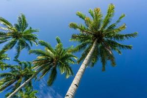 bella vista mattutina in indonesia. alberi di cocco allineati sotto il cielo blu foto