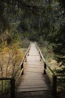 passerella in legno con corrimano nella foresta, ora legale. attrazione turistica, destinazione turistica foto