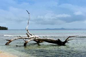 ramo di un albero lavato su un'isola remota in png foto