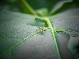 piccolo ragno sulla foglia verde foto