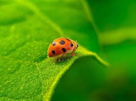 coccinella sulla foglia verde foto